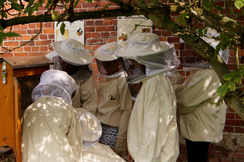 Bienenvielfalt erkunden und schützen