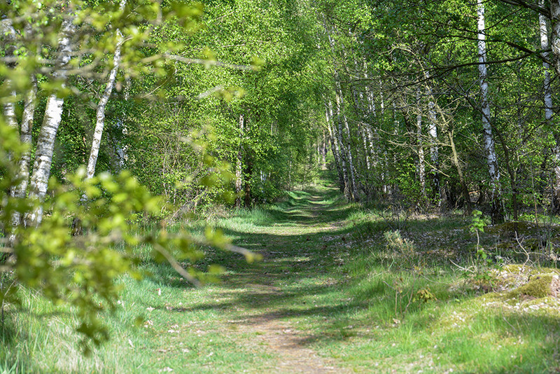 In diesem Modul können die Teilnehmenden in der Waldatmosphäre auftanken und die Vielfalt der Tier- und Pflanzenwesen im Wald erleben. Die Verbindung zu dem Wald als unsere natürliche Lebensgrundlage wird gestärkt.