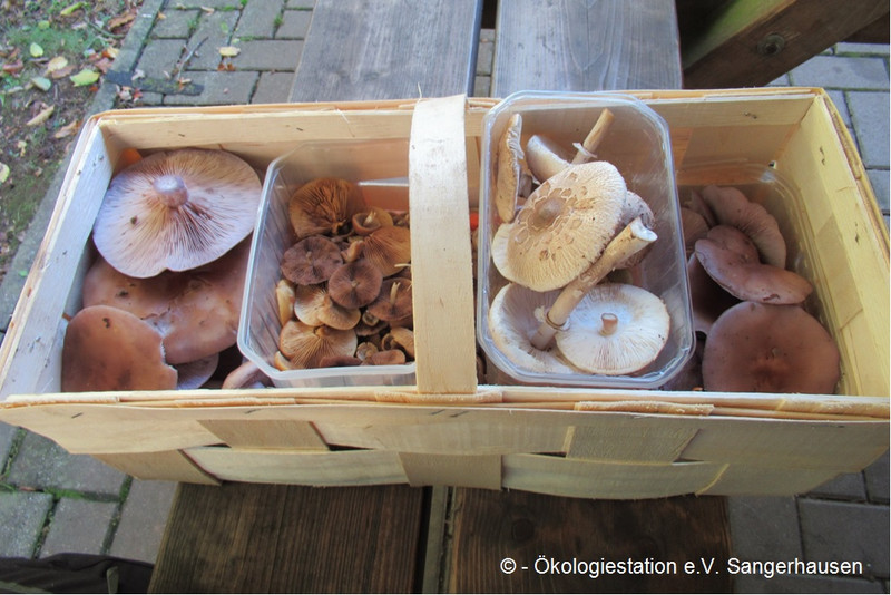 Pilze und Verwechslungsgefahren kennenlernen, Pilze kulinarisch, Waldökologie